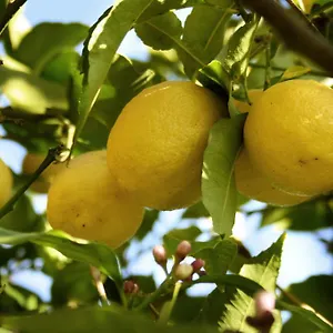  Bed & Breakfast Il Giardino Di Gabri